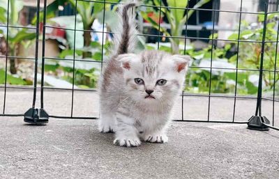Meow chân lùn lông dài+ ngắn