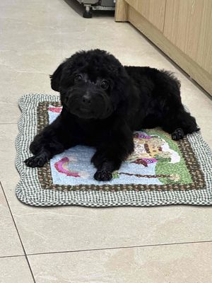 Em chó poodle màu đen 9 tháng tuổi