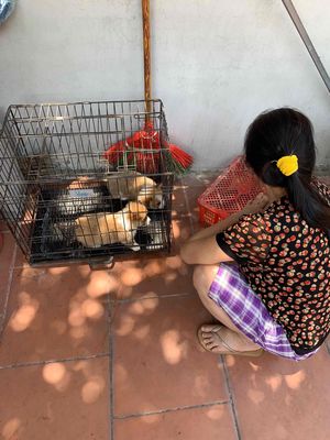chó corgi lông dài thuần chủng. Mua bán Chó tại Huyện Vũ Thư Thái Bình được đăng bởi Thú Cưng Thái Bình