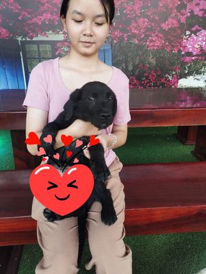 2 bé Labrador đen tuyền.. Mua bán Chó tại Thành phố Long Khánh Đồng Nai được đăng bởi van chung vu