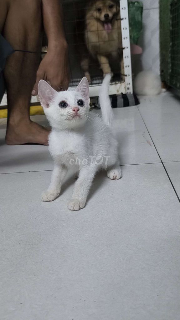 Mèo nhà đẻ chân lùn mắt hai màu
