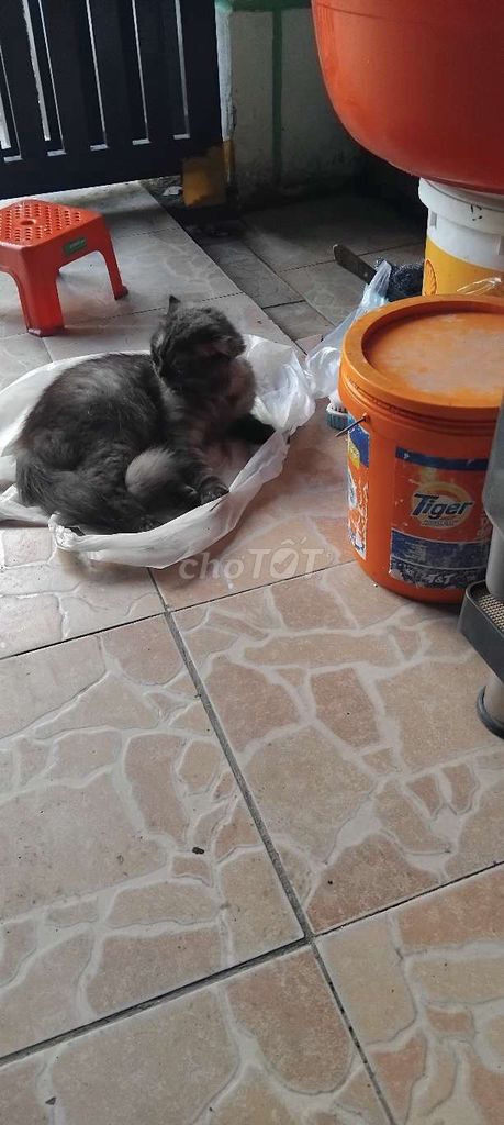 Mèo Anh lông dài đực Xám 2 tuổi. Mua bán Mèo tại Huyện Hóc Môn Tp Hồ Chí Minh được đăng bởi nguyễn hoàng mai anh hình 1