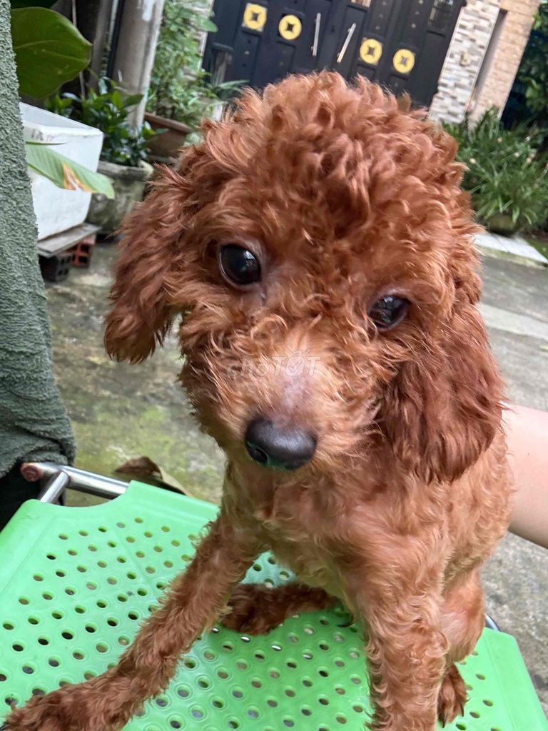 POODLE THUẦN CHỦNG CÁI. Mua bán Chó tại Thành phố Thủ Đức Tp Hồ Chí Minh được đăng bởi Ân Ân hay thanh lý tất tần tật  hình 7