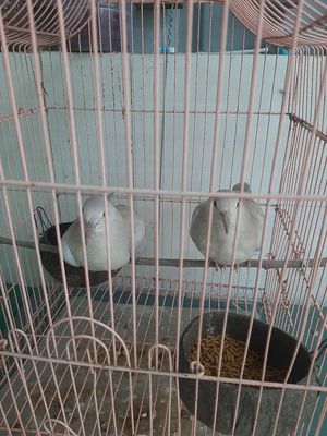 Bán chim cu pháp gáy. Mua bán Chim tại Huyện Đức Hòa Long An được đăng bởi Hưng Nguyễn