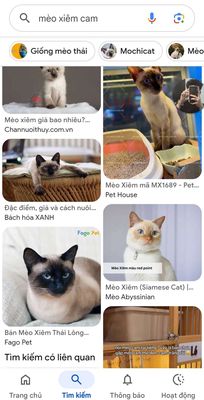 Mèo Xiêm đực hơn 2 tháng