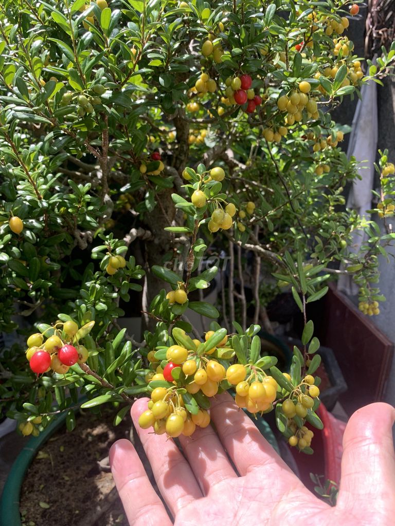 Cây cảnh Hải Châu sông cầu . Mua bán Cây cảnh, đồ trang trí tại Quận Ngũ Hành Sơn Đà Nẵng được đăng bởi Ngochanh hình 1