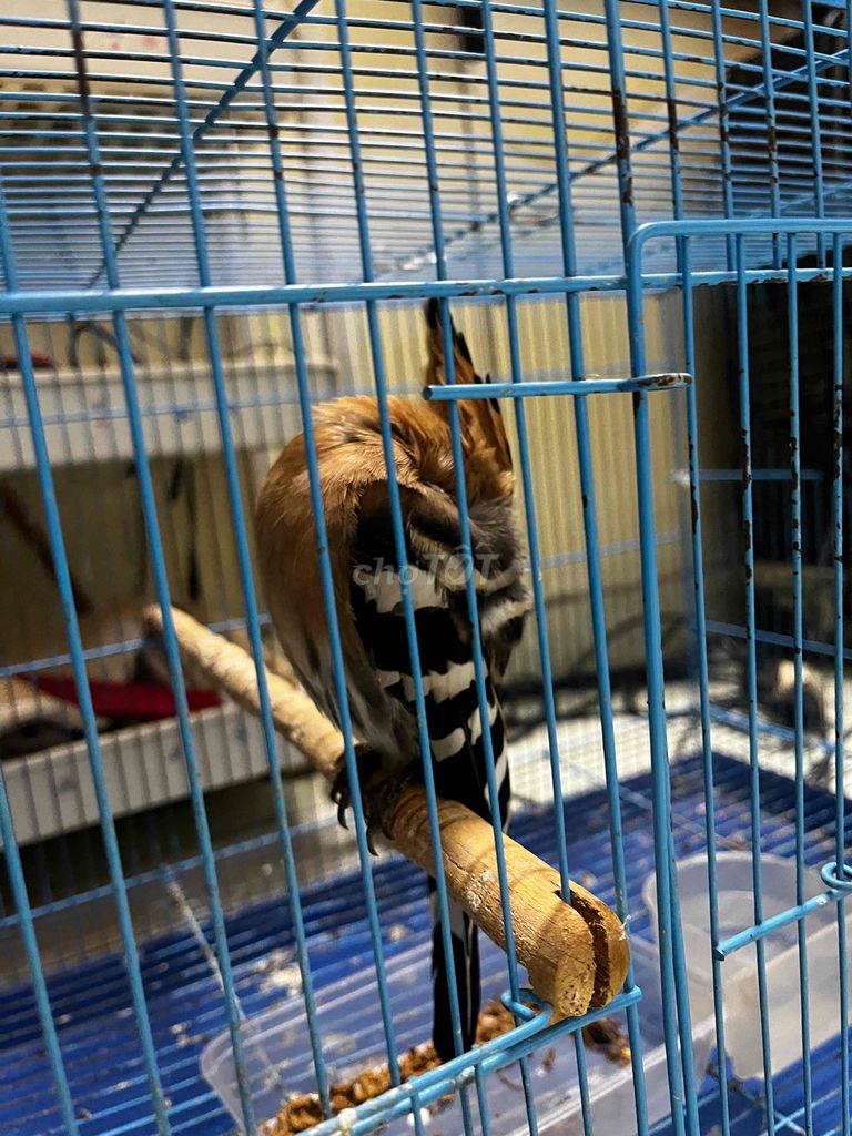 Chim chào mào size To khoẻ mạnh. Mua bán Chim tại Quận Hoàng Mai Hà Nội được đăng bởi Vuơng Tuấn Đạt hình 1
