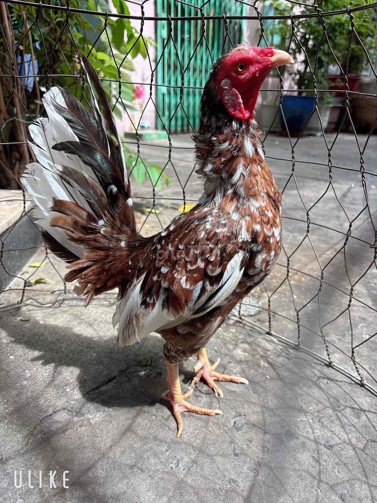 Gà Nâu trắng mái 1.1kg. Mua bán Gà tại Quận 6 Tp Hồ Chí Minh được đăng bởi gà tre hình 1