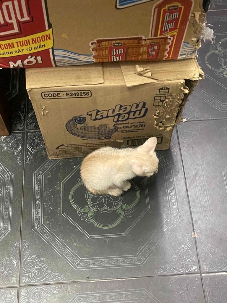 mèo nhà đẻ. Mua bán Mèo tại Thành phố Bắc Ninh Bắc Ninh được đăng bởi hiendo hình 4