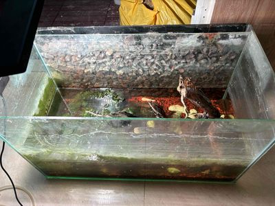 Bể cá 60x35x30 giá 150k. Mua bán Phụ kiện, Thức ăn, Dịch vụ tại Huyện Nhà Bè Tp Hồ Chí Minh được đăng bởi Mỹ Nhân