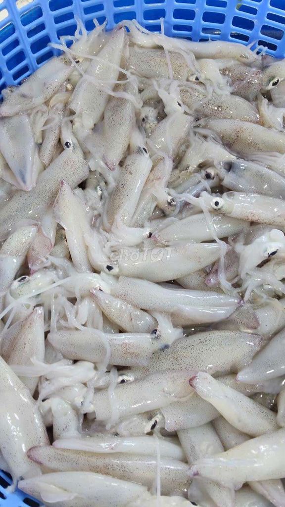Mực tươi nhỏ 1kg. Mua bán Đồ ăn, thực phẩm và các loại khác tại Thị xã Bến Cát Bình Dương được đăng bởi Khanh Hồ hình 1