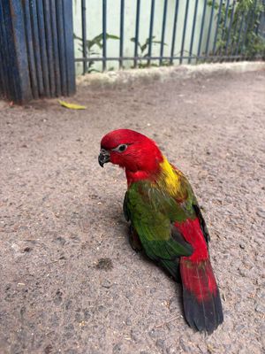 Chim lory chartering ngoan hiền đẹp