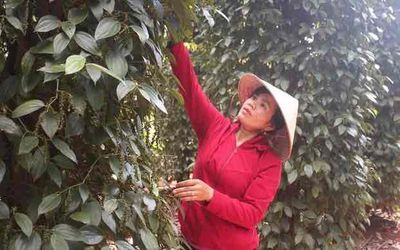 cho thuê vườn tiêu. có nhà ở. điện. nước đầy đủ. Cho thuê đất tại Huyện Xuyên Mộc Bà Rịa - Vũng Tàu được đăng bởi trần duy hồ