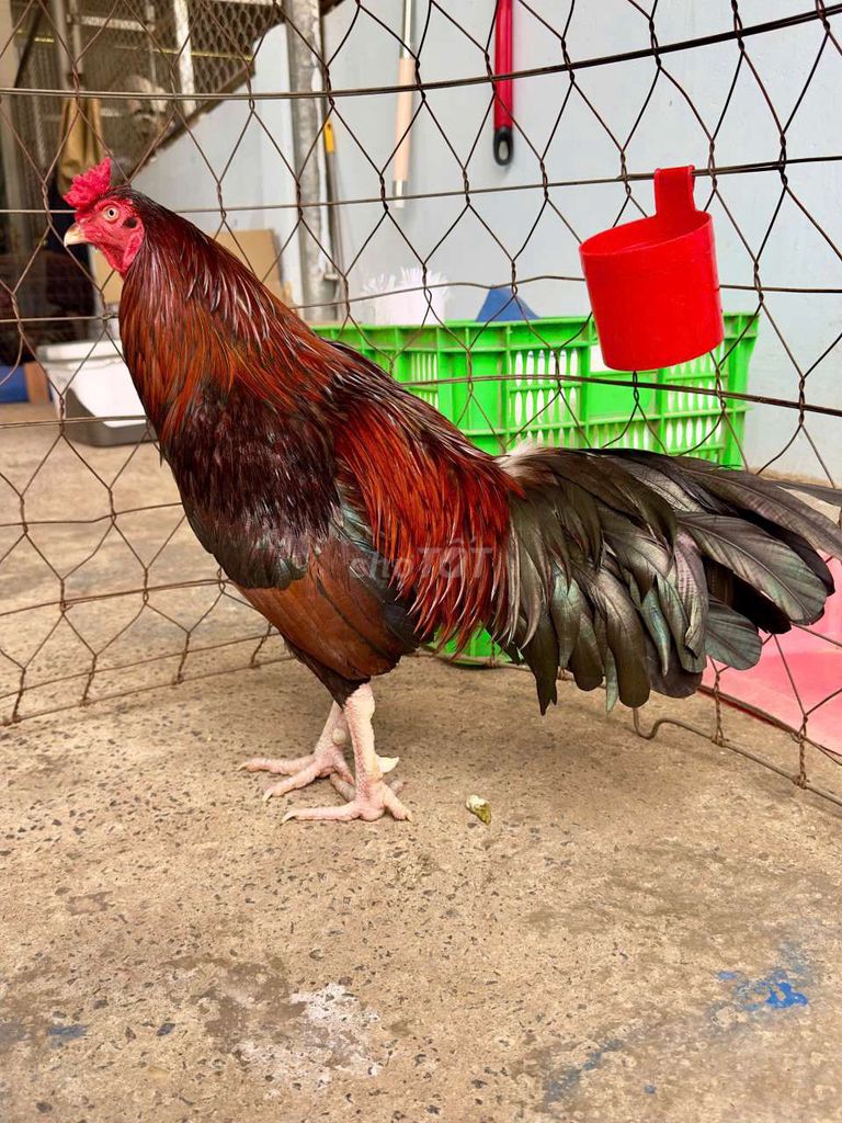 điều mật 3k1. Mua bán Gà tại Huyện Trảng Bom Đồng Nai được đăng bởi chiến kê hình 1