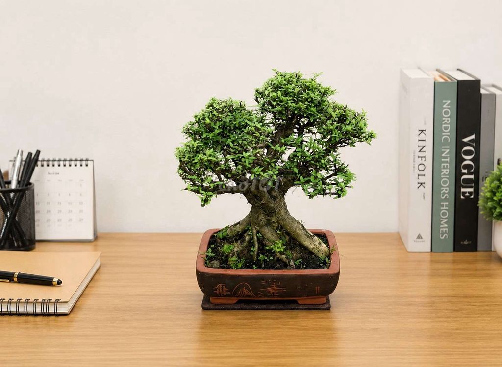 Mai chiếu thủy Bonsai bàn trà. Mua bán Cây cảnh, đồ trang trí tại Huyện Ý Yên Nam Định được đăng bởi Đinh Cúc hình 1