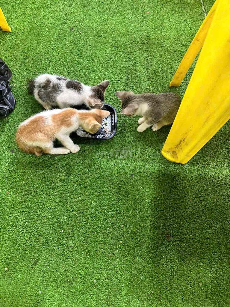 Mèo ta Tam thể Lông xù nhẹ. Mua bán Mèo tại Huyện Hóc Môn Tp Hồ Chí Minh được đăng bởi Bối Bối  hình 1