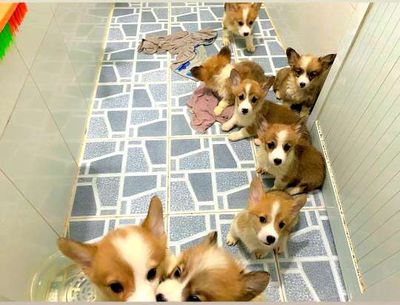 Corgi thuần chủng _ chó corgi 20baby cute ❤️