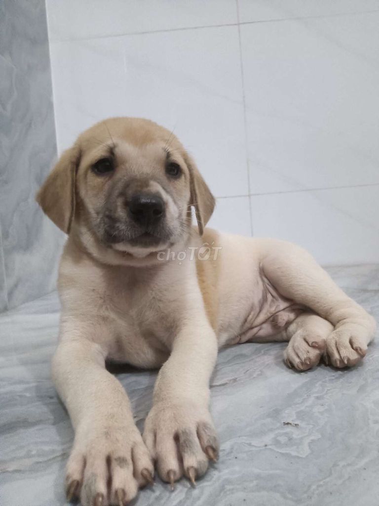 Chó Pitbull F1 đực mặt nhăn ngầu canh nhà giỏi . Mua bán Chó tại Quận 6 Tp Hồ Chí Minh được đăng bởi Tăng Chí Lương  hình 1
