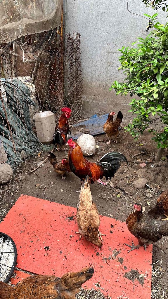 Gà tre đực nhiều màu. Mua bán Gà tại Huyện Trảng Bom Đồng Nai được đăng bởi Nguyen Minh Duc hình 1