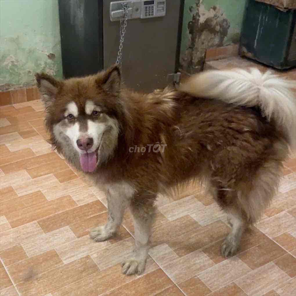 Chó Alaska nâu trắng 1.5 tuổi. Mua bán Chó tại Thành phố Thuận An Bình Dương được đăng bởi Lam hình 1