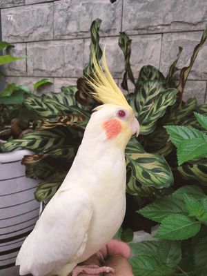 Vẹt Cockateo. Mua bán Chim tại Huyện Hóc Môn Tp Hồ Chí Minh được đăng bởi  86