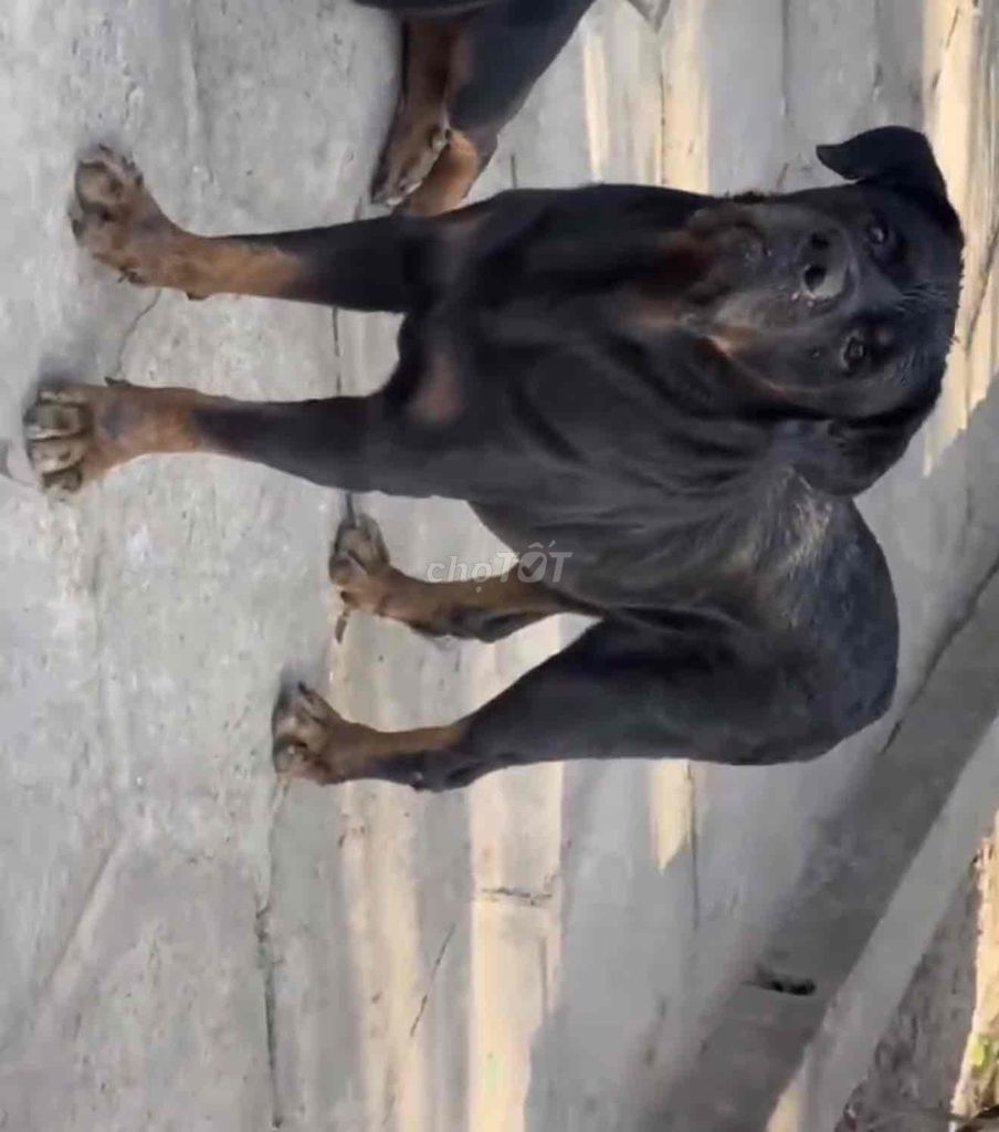 Chó Rottweiler đực 3.5 tuổi. Mua bán Chó tại Huyện Trà Cú Trà Vinh được đăng bởi Nam hình 1