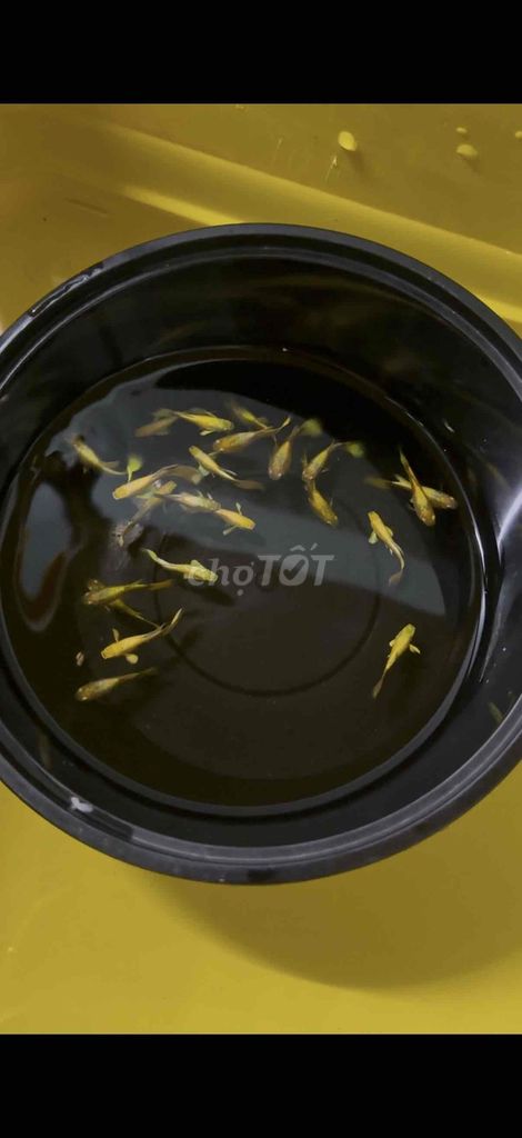 Cá cảnh Full gold màu Vàng. Mua bán Thú cưng khác tại Quận Hải Châu Đà Nẵng được đăng bởi Mai Phương hình 1