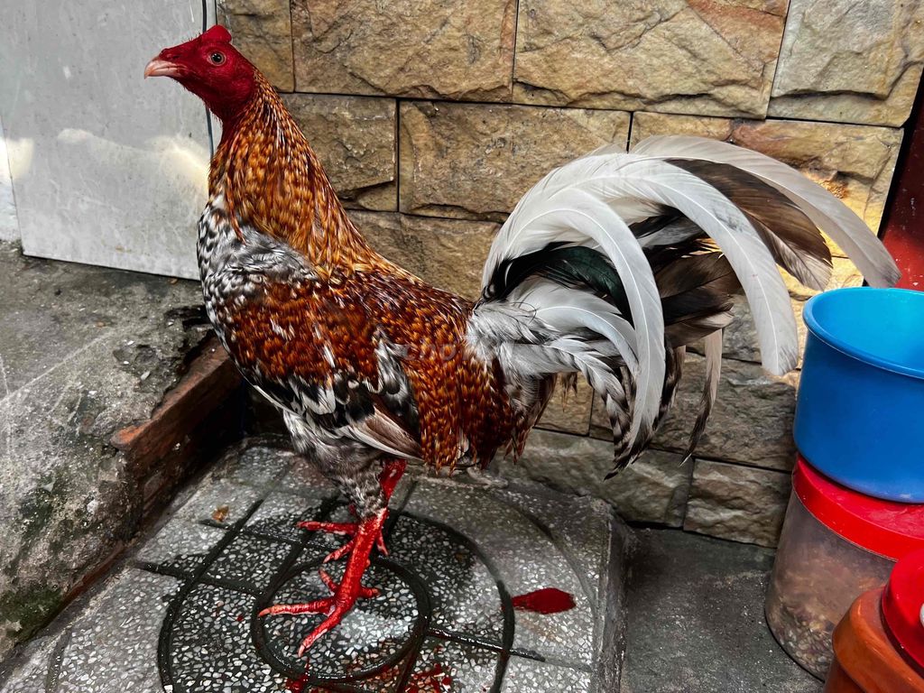 gà cú cuban mỹ 1kg5 zin vip mau chơi. Mua bán Gà tại Huyện Bình Chánh Tp Hồ Chí Minh được đăng bởi Tuấn Gà Đá  hình 1