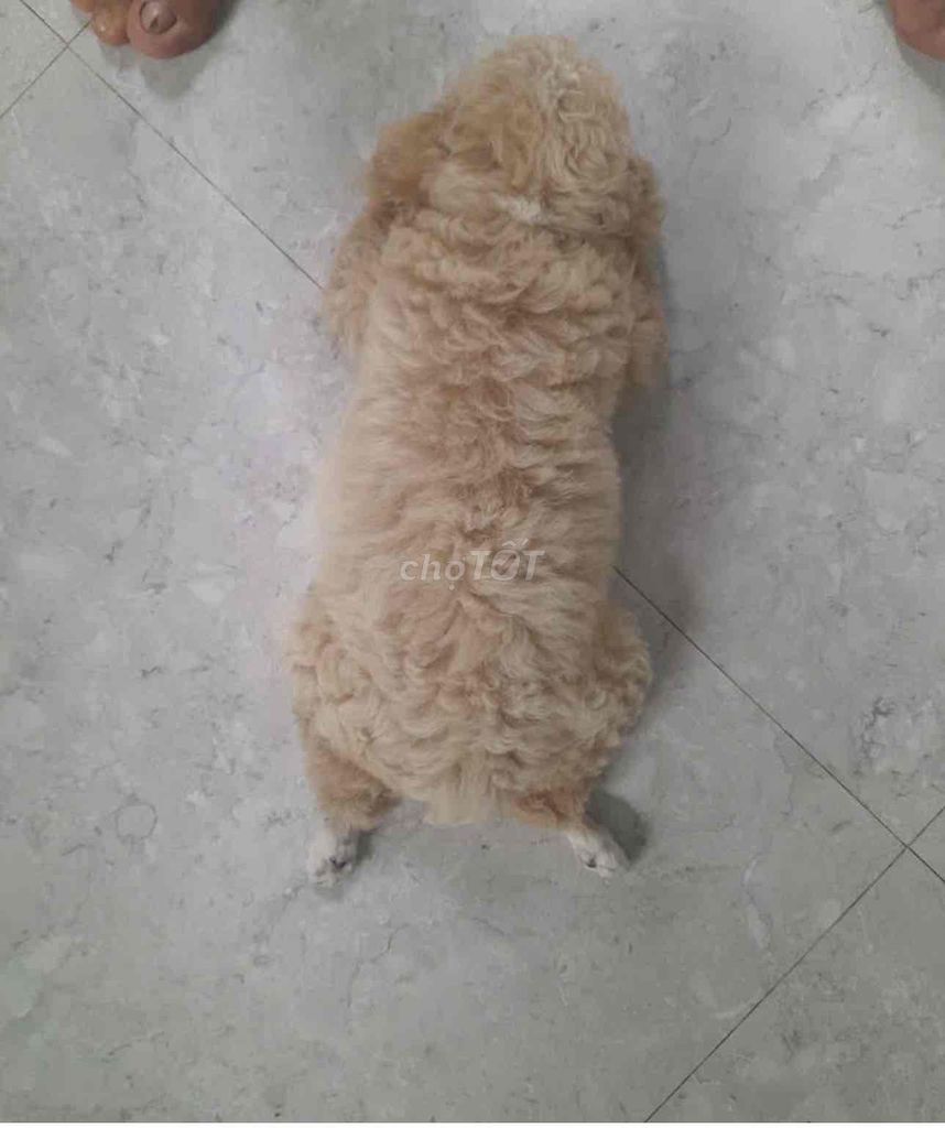 Chó Poodle Tiny đực. Mua bán Chó tại Thành phố Vĩnh Long Vĩnh Long được đăng bởi Nhung Nguyen hình 1