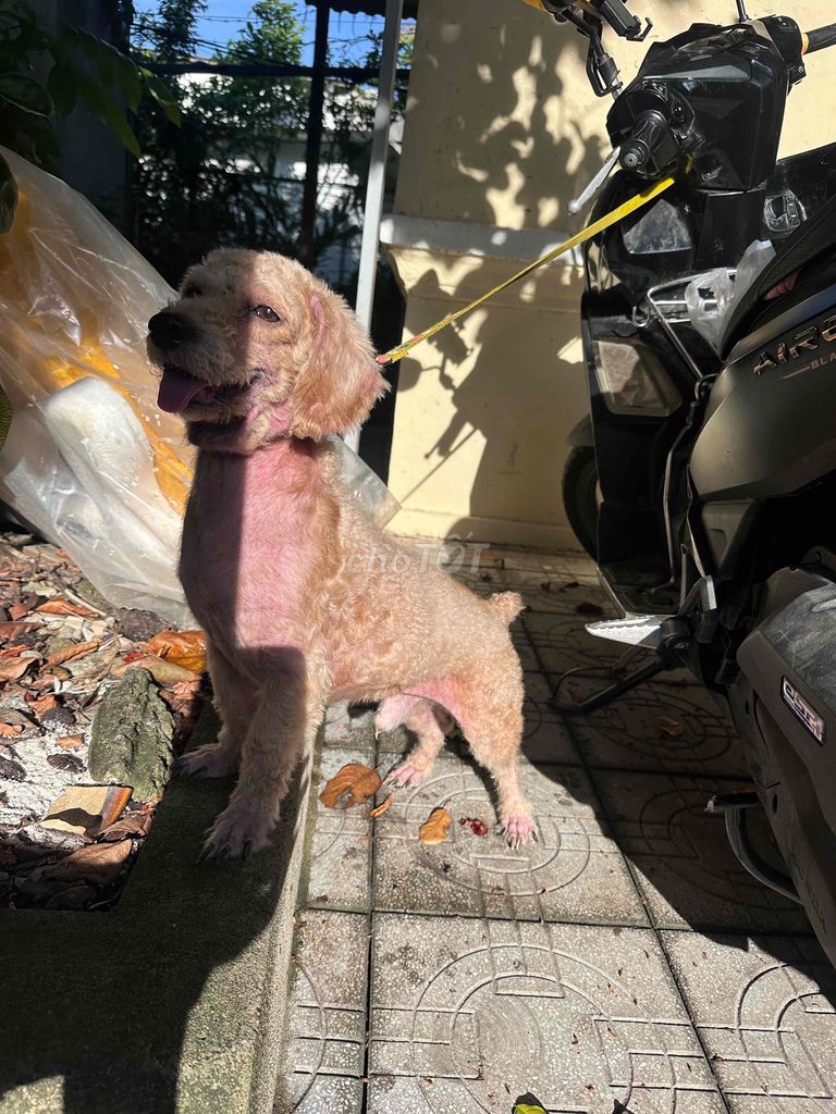 Chó Poodle lai Lạp Xưởng Nâu Viêm da. Mua bán Chó tại Thành phố Huế Thừa Thiên Huế được đăng bởi Văn Tân hình 1