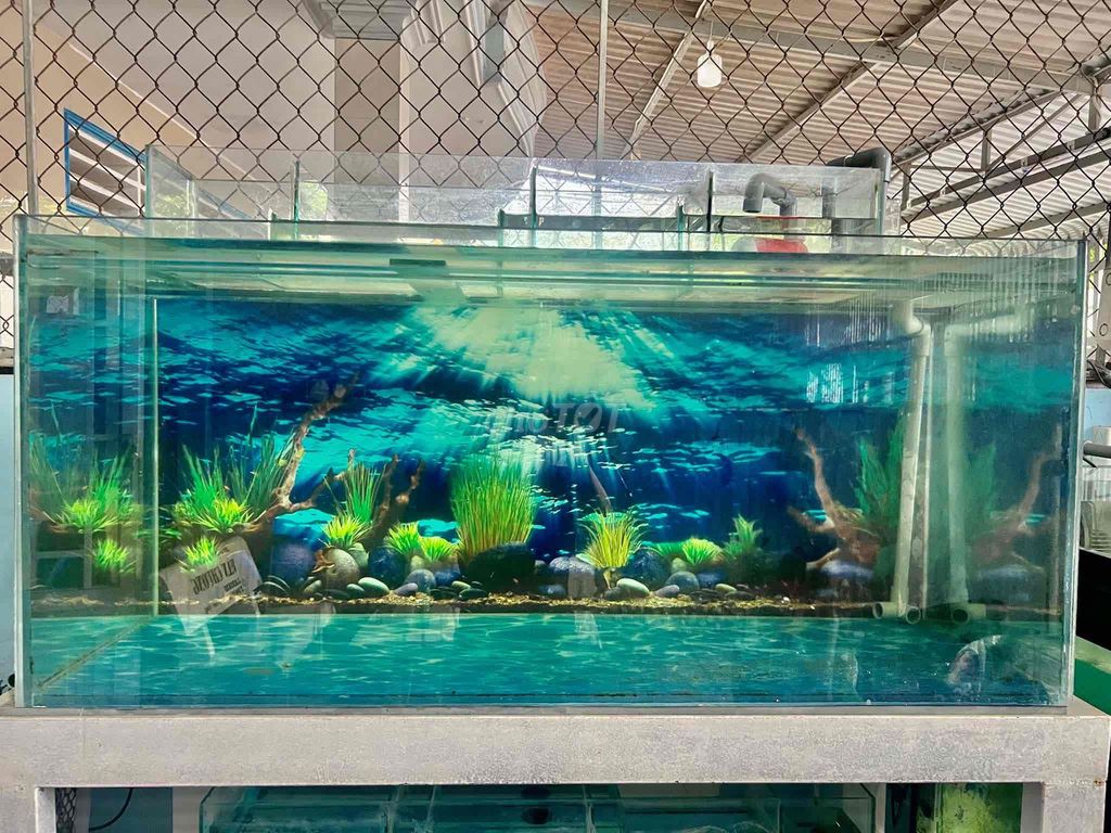 Hồ cá cảnh Kính 110x49x54 cm. Mua bán Phụ kiện, Thức ăn, Dịch vụ tại Thành phố Rạch Giá Kiên Giang được đăng bởi TRAN TUAN NAM hình 1