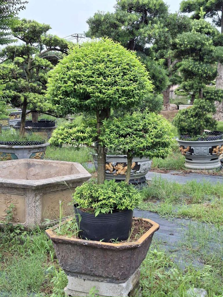 Cây cảnh Mai Chiếu Thủy dáng tùng. Mua bán Cây cảnh, đồ trang trí tại Huyện Củ Chi Tp Hồ Chí Minh được đăng bởi Cây Cảnh Đẹp Miền Nam hình 1