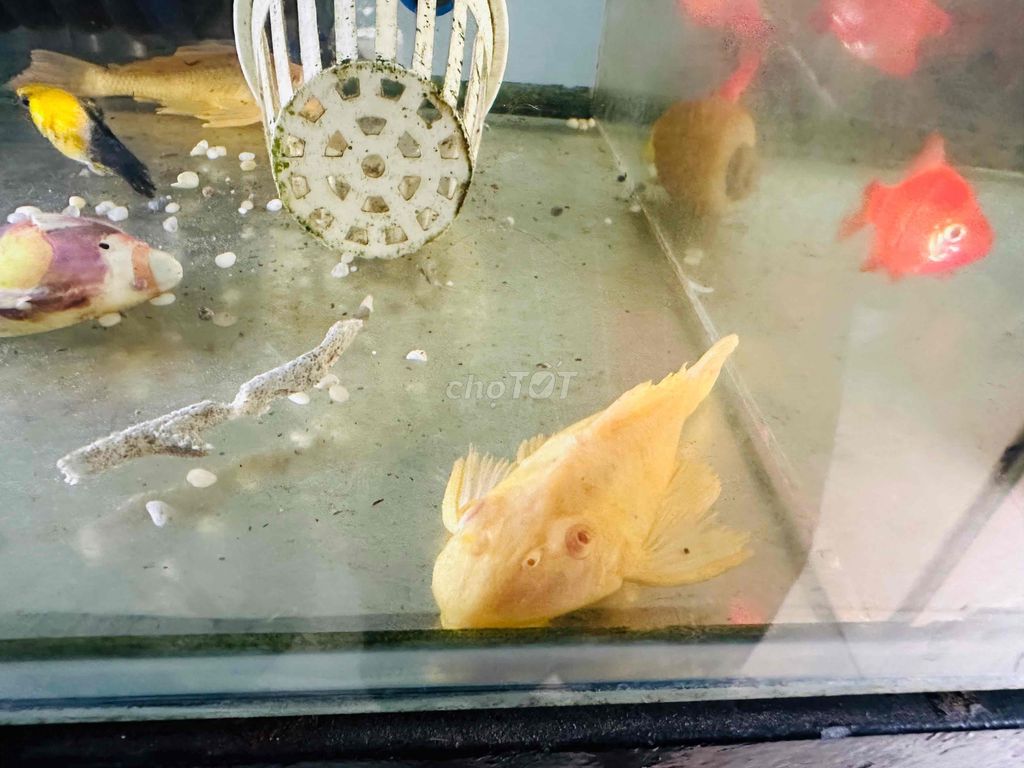 Cá Nô Lệ vàng 20k và cá Lau Kinh abino 45k. Mua bán Thú cưng khác tại Quận 12 Tp Hồ Chí Minh được đăng bởi Cá Cảnh Sài Gòn Giá Sĩ  hình 3