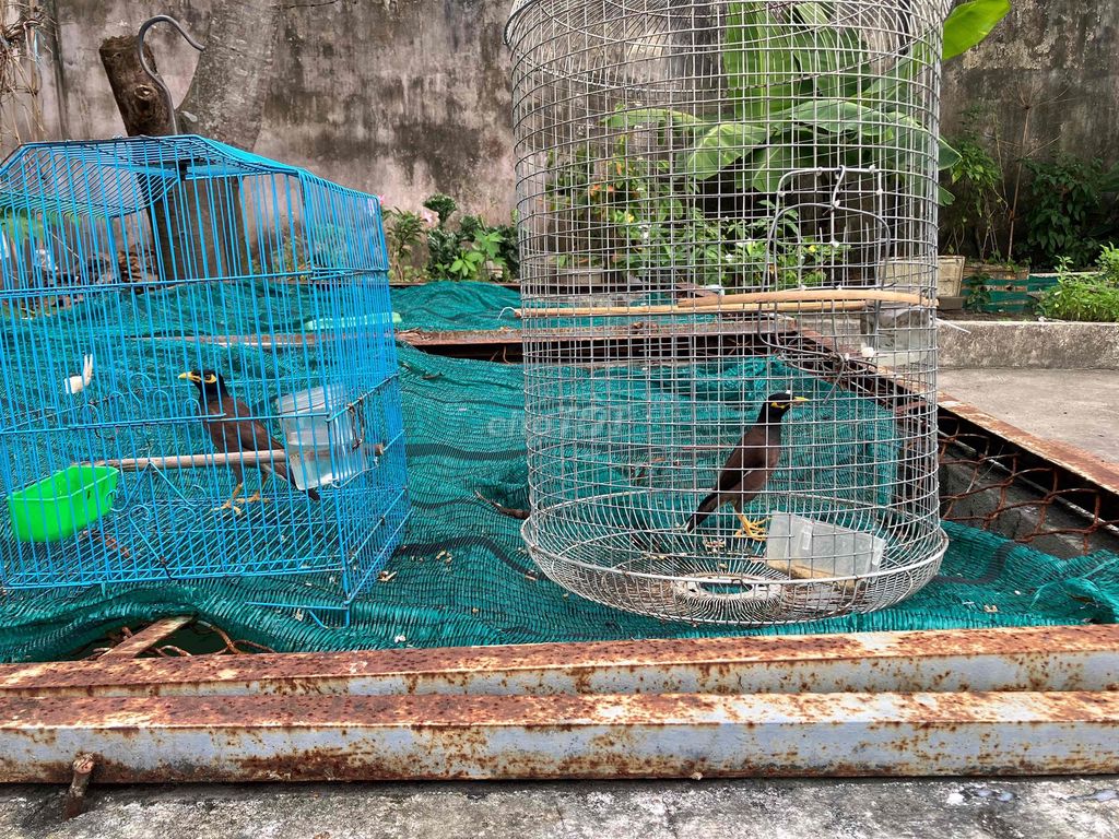 2 Chim sáo nuôi từ nhỏ đã thay lông. Mua bán Chim tại Huyện Bình Chánh Tp Hồ Chí Minh được đăng bởi Chi thiện  hình 1