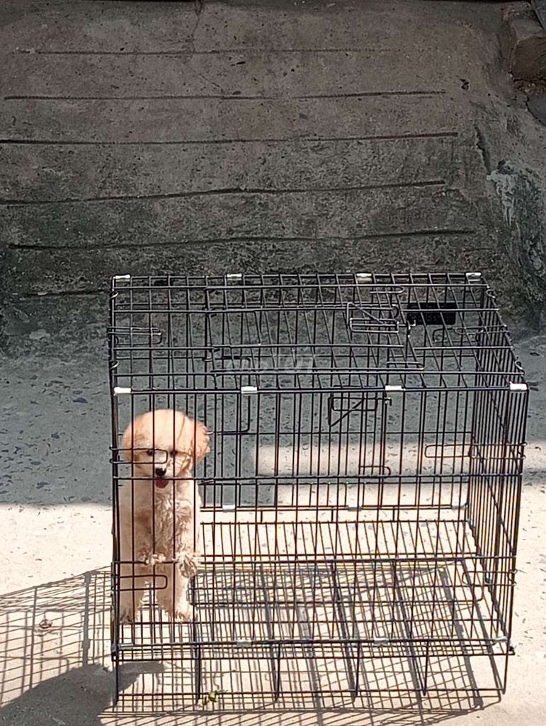 Chó poodle tên nâu. Mua bán null tại Quận Bình Tân Tp Hồ Chí Minh được đăng bởi Thảo hình 2