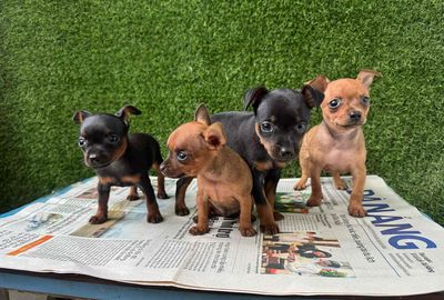 phốc hươu đủ màu. Mua bán Chó tại Quận Liên Chiểu Đà Nẵng được đăng bởi V Petshop Đà Nẵng