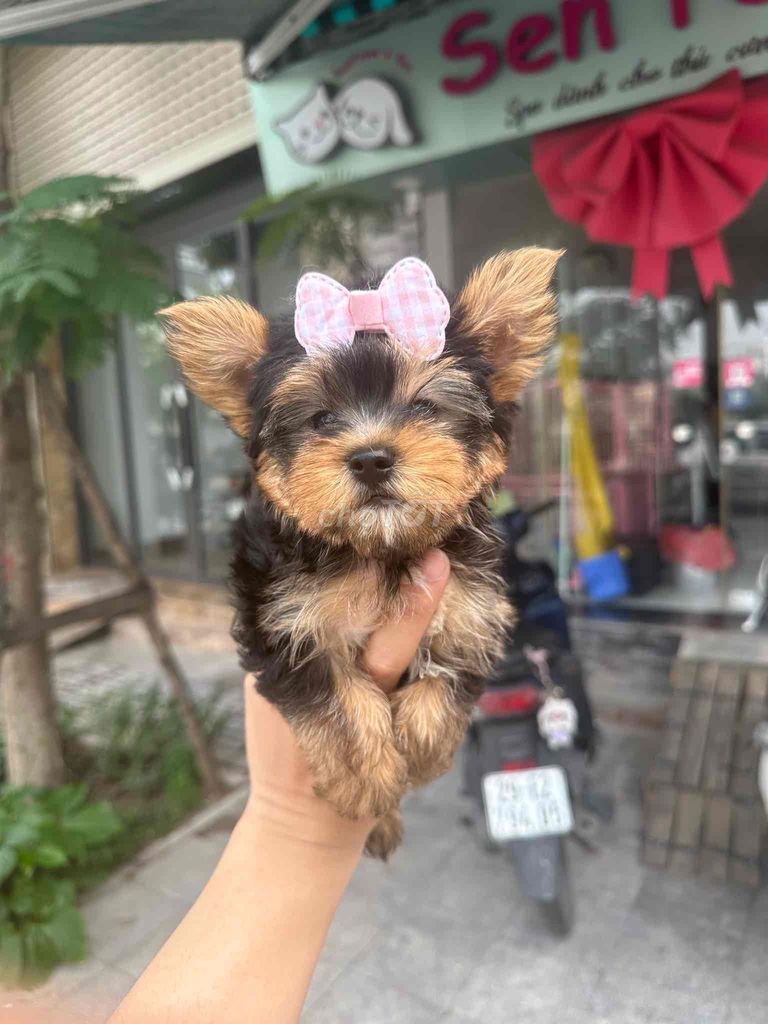 tìm chủ mới cho đàn yorkshire mini. Mua bán Chó tại Quận Hai Bà Trưng Hà Nội được đăng bởi nguyenhung hình 1