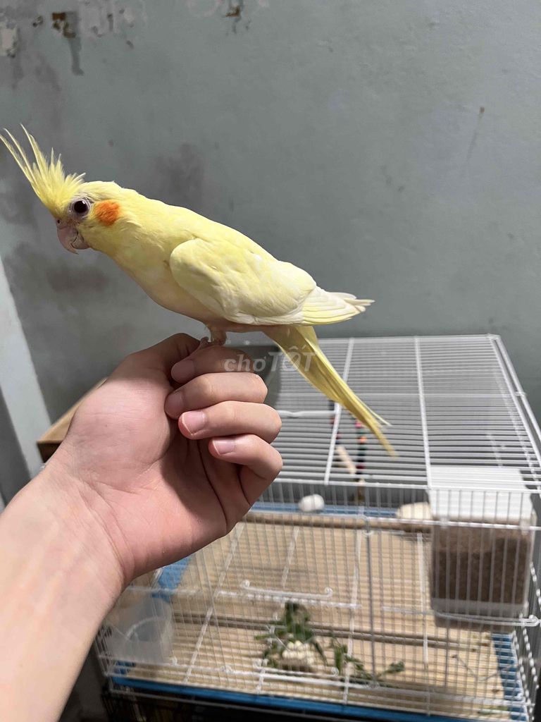 Chim Cockatiel Vàng 4 tháng. Mua bán Chim tại Quận Hai Bà Trưng Hà Nội được đăng bởi hòa nguyễn hình 1