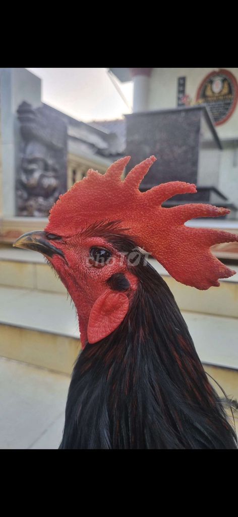 Que giáp chân vuông lên rồng . Mua bán Gà tại Thành phố Tân An Long An được đăng bởi Nguyễn Khánh  hình 1