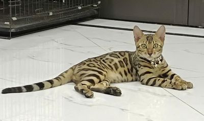 Mèo bengal cái