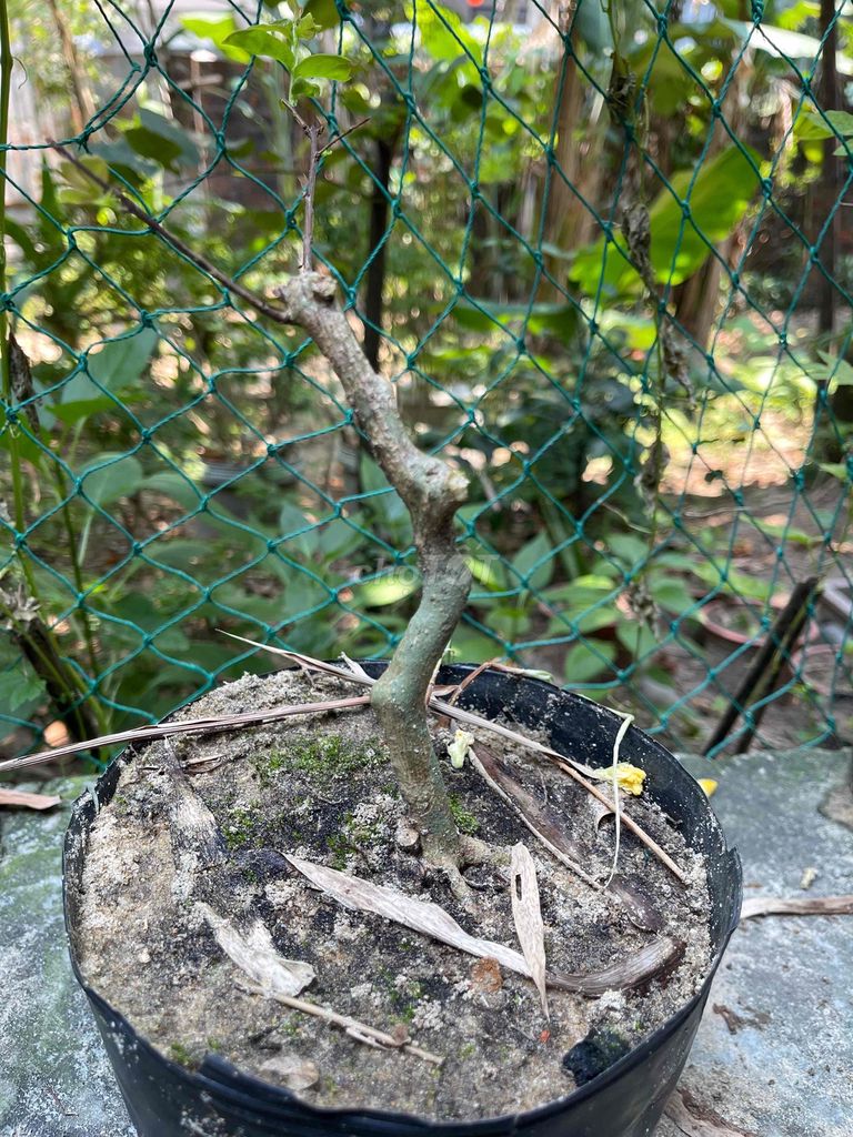 Cây cảnh dáng đẹp. Mua bán Cây cảnh, đồ trang trí tại Quận Ngũ Hành Sơn Đà Nẵng được đăng bởi Trần Mạnh hình 1