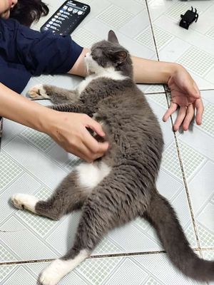 Mèo lớn ss1 lứa. Cần tl ạ.