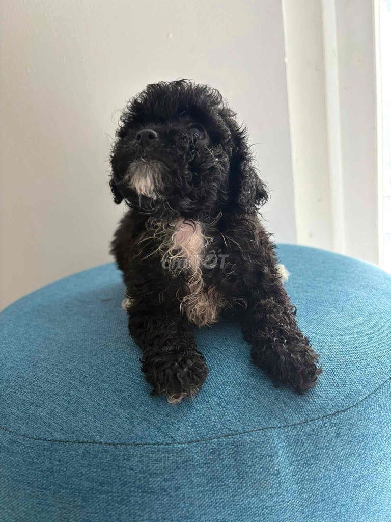 Chó Poodle 2 tháng tuổi. Mua bán Chó tại Thành phố Thủ Đức Tp Hồ Chí Minh được đăng bởi Ariel Miguel Senoran hình 1