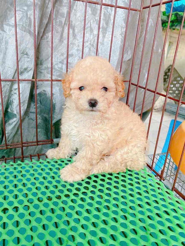 Poodle Vàng Mơ. Mua bán Chó tại Quận Bình Tân Tp Hồ Chí Minh được đăng bởi Cậu ba bán chó hình 1