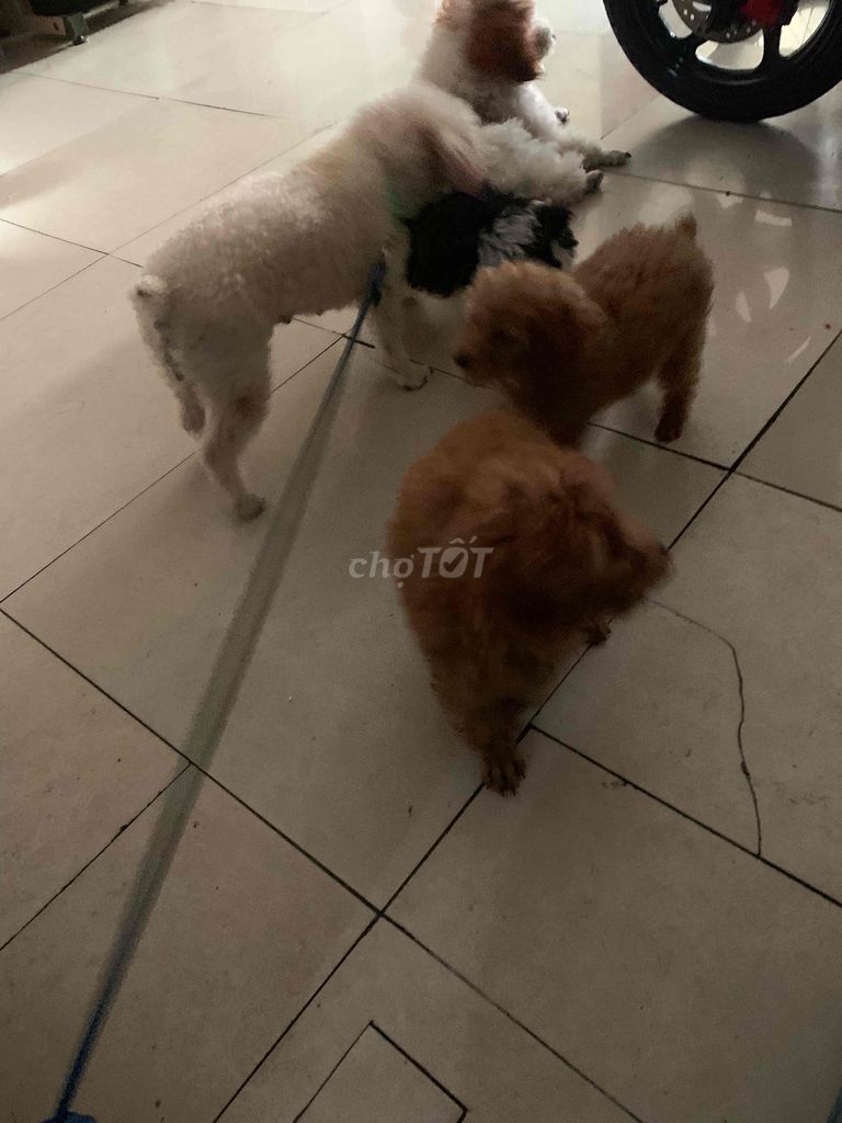 Cần bán lại đàn chó poodle nhà đẻ. Mua bán Chó tại Quận Ninh Kiều Cần Thơ được đăng bởi Trần tấn tài hình 1