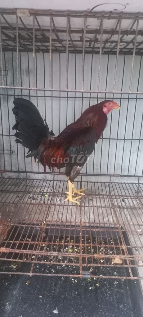 Gà tre trống 1.1kg trạng 1kg2 gl mái tre. Mua bán Gà tại Quận 12 Tp Hồ Chí Minh được đăng bởi Minh Trường hình 1