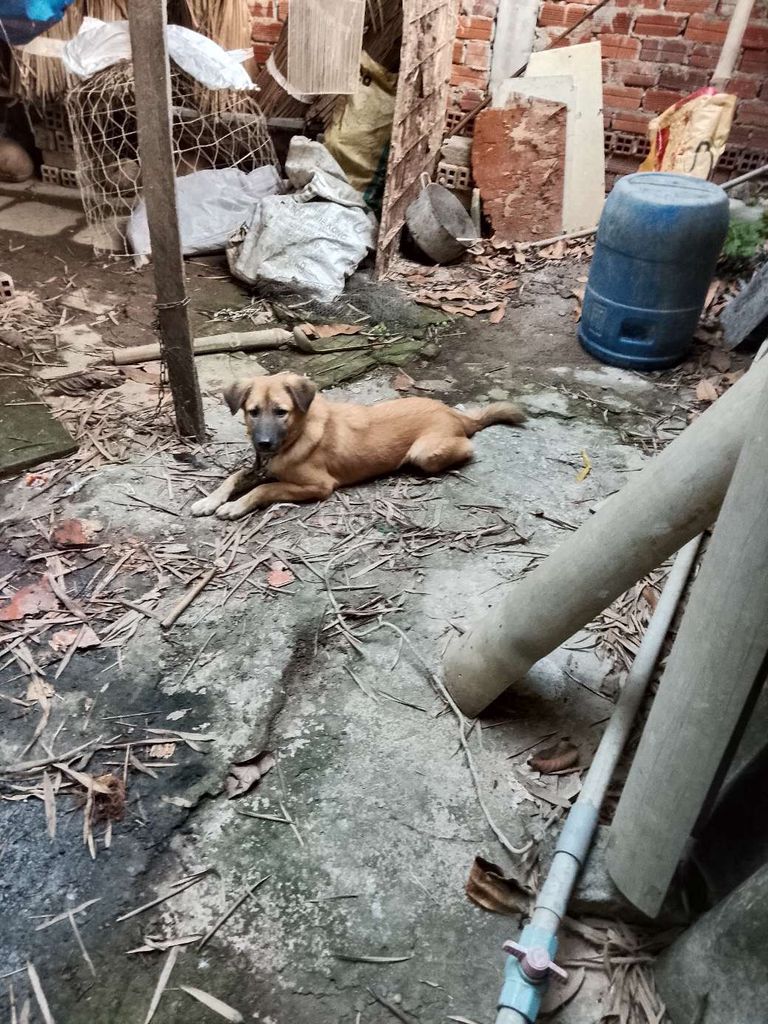 Chó nâu tơ 8-9kg bán 50k/1kg. Mua bán Chó tại Huyện Mang Thít Vĩnh Long được đăng bởi Canh Nguyen hình 1