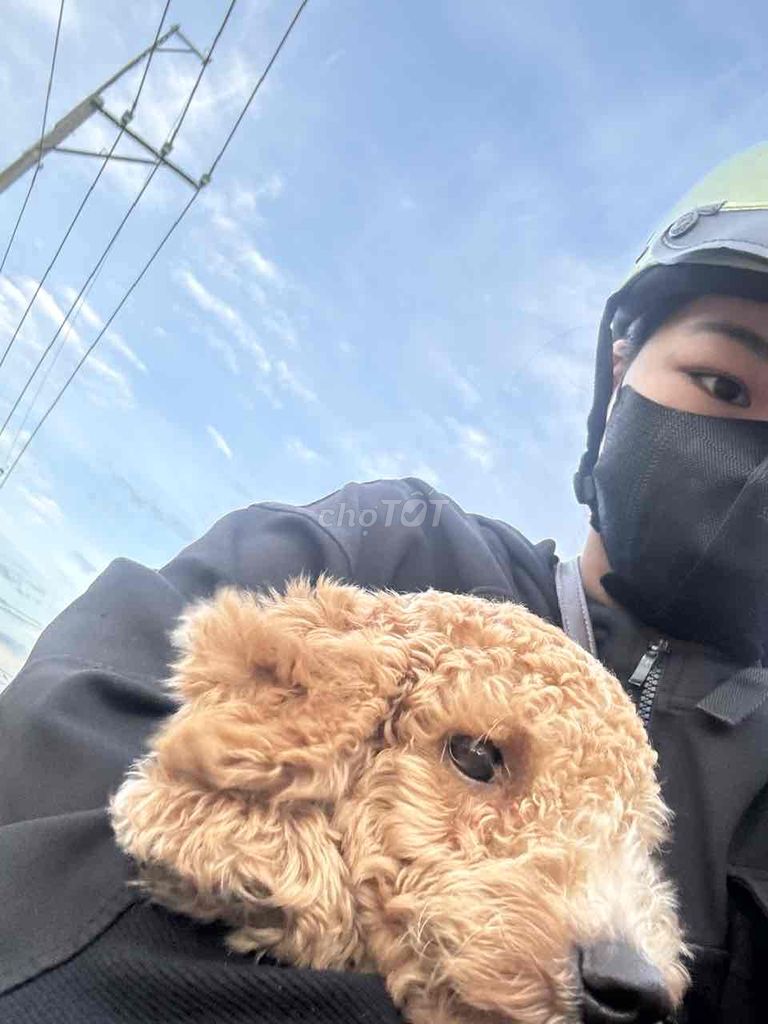 chó màu vàng tầm 3kg mấy. Mua bán Chó tại Huyện Long Thành Đồng Nai được đăng bởi Phan thị Tuyet my hình 3