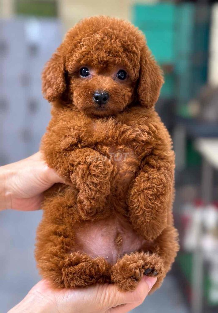 Chó Poodle Nâu đỏ đã tiêm phòng. Mua bán Chó tại Quận 6 Tp Hồ Chí Minh được đăng bởi thomnguyen hình 1