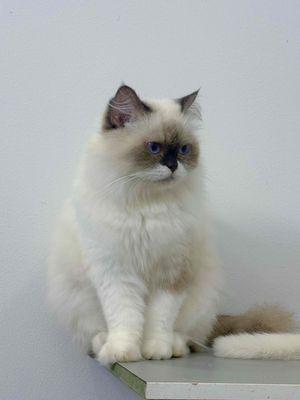 Mèo Ragdoll